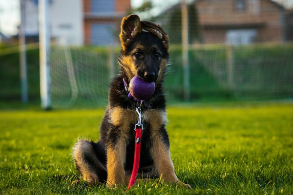 What are the most effective methods to strengthen the hind legs of a German Shepherd?