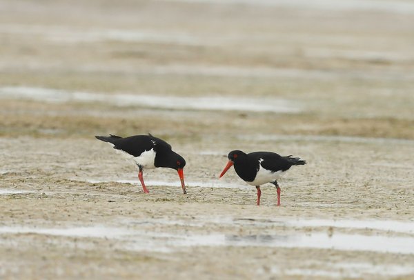 How are UK coastal communities adapting to protect nesting shorebirds?