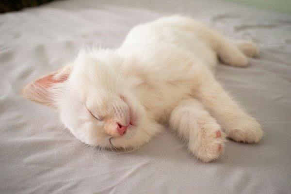 How to provide adequate mental stimulation for an indoor Ragdoll cat?