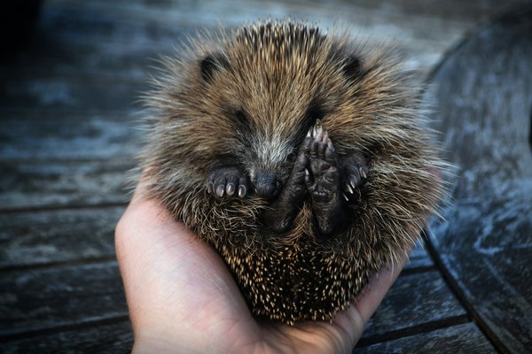 How to safely introduce a rescue hedgehog back into the wild?